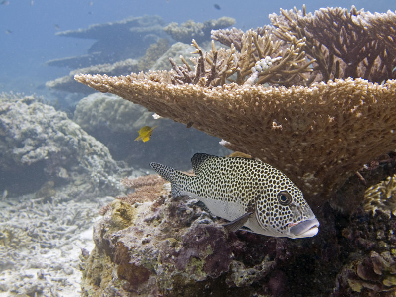 Harlequin Sweetlips, Barracuda Point